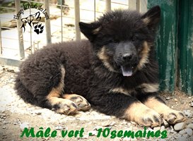 chiot eurasier